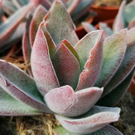 CRASSULA Garnet Lotus